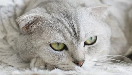 -韩国短道速滑队强势出击冬奥，韩国短道速滑队百度百科